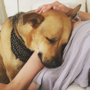 Daveigh Chase Instagram - Lap Nap @beariticus #best #dog #ever 👌🏼