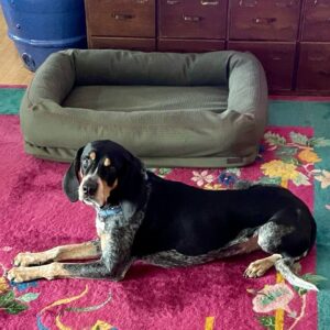 David Alan Grier Instagram - I washed Pickles bed, now he’s pissed n won’t touch it #HardHeaded 🙄