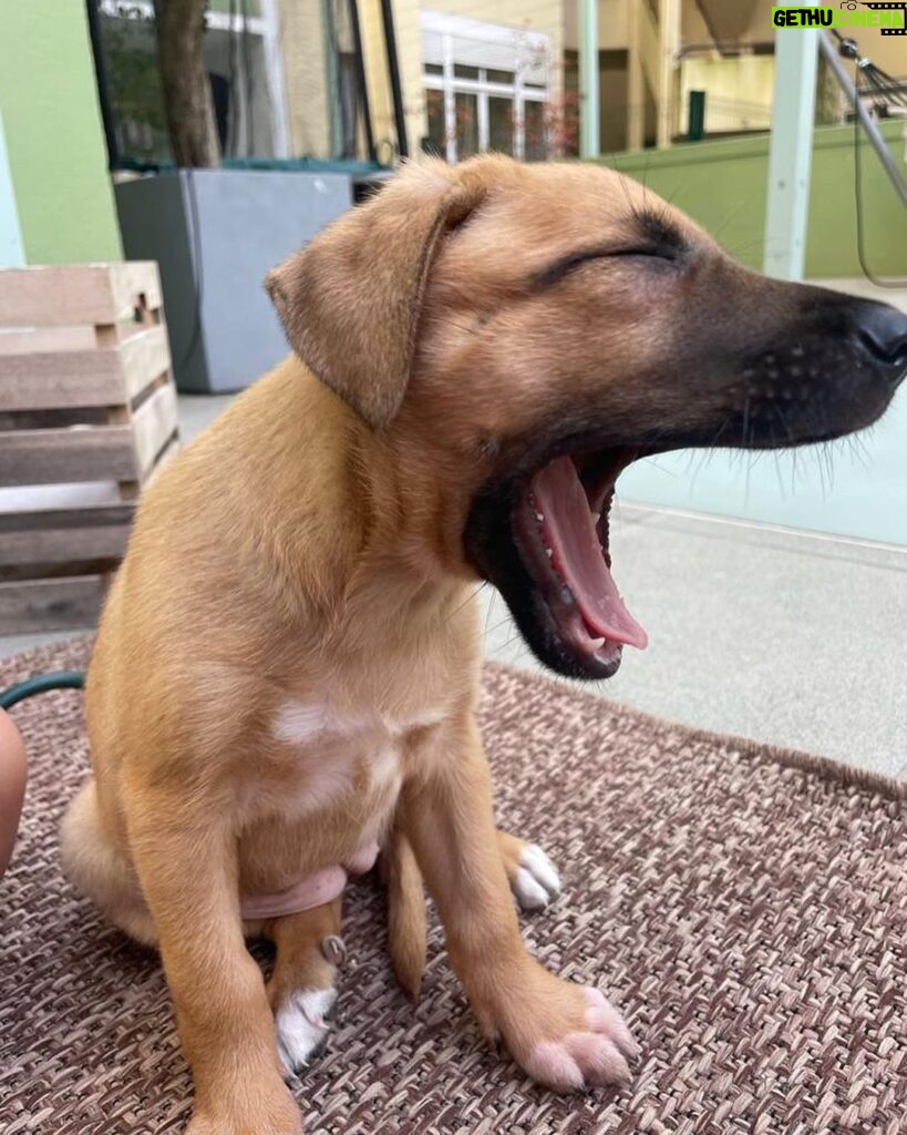 David Cristina Instagram - Apresento-vos a Sheila Marina, a cadela mais fofinha do mundo que agora vive cá em casa. Tudo começou com um grave erro. E o erro foi deixar-me convencer por uma veterinária amiga (da onça) a ir visitar a bicha. Gente, não vão. Não vão, porque é uma armadilha de fofinhice. Estes veterinários manipuladores sabem que quando olhamos para os olhos desta bicheza já não os conseguimos deixar lá. É o canto das sereias, mas em vez de afundar o barco, deixa um tarolo no tapete da sala. E pegadas de trampa pela casa toda, como se fosse a fábula do Hansel e Merdel. Para quem quer saber a etnia da Sheila (seus racistas) é um Cruzado Português, que é uma maneira betalhufa de dizer "rafeira". Não a comprei, atenção, salvei-a. Quando encontrei a bicha, coitada, deu-me tanta pena, estava ela para ali desgraçada, na Margem Sul. Já lhe estavam pintar as unhas e a fazer extensões quando agarrei nela e fugi. Em honra das suas origens, ficou Sheila Marina, para honrar todas as Sheilas, Brunas e Soraias que levam este país para a frente, uma pestana falsa de cada vez.