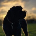 David Harewood Instagram - Early morning walks.