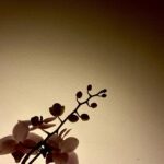 David Lambert Instagram - I’ll raise this plant as my own