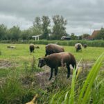 David Lim Instagram - Windmills, cheese, and hot cocoa in the countryside. 🌬️🧀🐑🇳🇱 #zaanseschans #netherlands Zaanse Schans