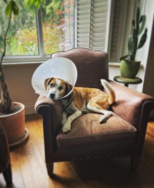 David Morrissey Instagram - “Please don’t take my photo…please don’t take my photo….don’t post it…DON’T POST IT! Ohhhh the collar of shame!