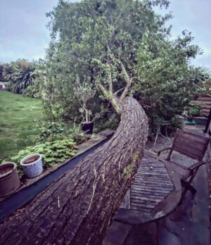 David Morrissey Instagram - Lucky escape! Glad I wasn’t having a cuppa on the patio when this happened! 😢😢