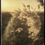 David Morrissey Instagram - Low Winter Sun