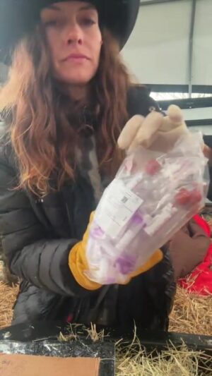 Dawn Olivieri Instagram - Vet comes to draw blood and Felix fights for his life.