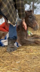 Dawn Olivieri Instagram - Some of these babies need help to get up after their naps because they just don’t have the strength. We will all be here for their jouney to get their legs back❤️ Arkansas - the Natural State