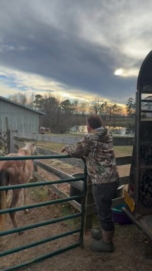 Dawn Olivieri Instagram - VIRUSKA Arabian baby rescue Day 2……annnnnd he let us come back to get more. We loaded 7 more emaciated Champion bloodline babies onto our trailer. 

He signed a Tramsfer of ownership agreement to MoonMountain as well. 

Please contact Moon Mountain if you would be potentially interested in pledging homes for more of this adult herd. I will share with the head coordinator. 

If anyone out there would ever consider donating a bigger trailer to our rescue, we could have taken more. Please consider the donation to this cause if you have the trailer to spare.