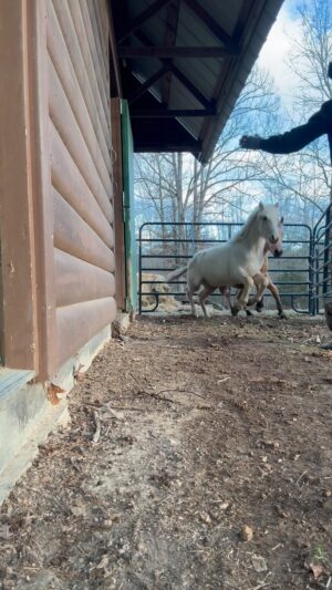 Dawn Olivieri Instagram - Merry Christmas from the Moon Mountain ponies at Blueberry Hill 🫐 

Today we gave some meds and some loves. It makes me so happy how good these babies are looking.  This is my Christmas❤️