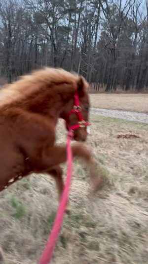 Dawn Olivieri Instagram - Pharaoh gets baby pony zoomies. He is so freaking adorable I can’t stand it.. cause he’s very loving…and the rest of the time…he’s a little bronc’y Gangsta.