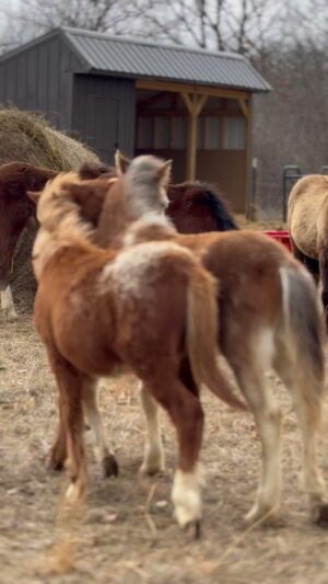 Dawn Olivieri Instagram - If ever I’m having a tough day all I need to do is come and visit this group. They are so adorable and playful and happy. They will all come up to the fence and ask for loves. ❤️ how far we have come my sweat babies. How far we have come…

grateful for all our partnerships at @moon_mountain_sanctuary 

@purinafeedgreatness 
@tractorsupply 
@arkansas 
@tarterusa 
@shelter_logic 
@equineeye_ 
@polarisaus 
@dickies