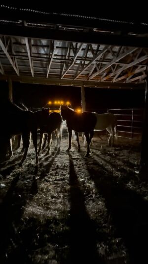 Dawn Olivieri Instagram - Finally Muddy and his buddies make it to Moon Mountain. The majority of this group is also from the 50 reservation baby directship semi interception. Green tags mean straight to slaughter. Lucky for these babies, that was not their journey. Thanks to a mass bail partnership between @allseatedinabarn and @moon_mountain_sanctuary  these babies were not sold for their meat. 

Freezing temps and snow held us up this month from pulling our babies out from @equinesportsmedicineesm overflow in Texas but now we have nice weather and these babies have almost doubled in size😳 it’s crazy what just a little care can do for a growing baby. Game changers. Muddy and 4 other boys in this group have been gelded. Vaxed wormed and passed through their strangles phase. We are still keeping them separate from other babies but mainly in the aim of starting their gentling process. We will let them settle for a week then the “plan” is to get to school. We all know about plans though don’t we lol. Come hell or high water, these youngsters will learn to trust a human and come to realize we all aren’t that bad. In fact some of us truly care and make it our mission to bridge a connection in the aim of understanding each other. We will love them, shower them in kindness and fill their belly’s as the night sky blankets them in stars and a forest boundary sings songs of a wild birth and a mother by their side that would nuzzle them to sleep like a lullaby. 

To offer these souls a chance at a life with a family that can protect it, We will trade in the currency of pressure and release to find a common ground and to let them know it is possible to understand each other. The peace from feeling heard is a priceless gift. This is our Mission here on the Moon 🌙 

Please consider adopting from us. ❤️

@purinafeedgreatness 
@tractorsupply 
@tarterusa

#indianreservationroundups
#semitrucksfullofbabies
#whoisdoingthis
#rezbabies 
#slaughterpipeline
#somthingisverywrong
#takemetoyourelders
#indiannation
#iwanttohelpyou