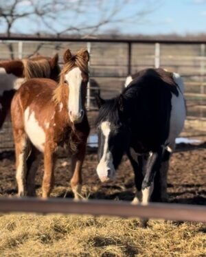 Dawn Olivieri Instagram - Momma baby reservation pairs. I said I don’t have room but maybe one pair won’t sink the ship. 

Please email info@moonMountainSanctuaryAndRescue to adopt. If you are a rescue and you can pledge space please reach out. Together we can make a difference for more.
