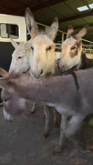 Dawn Olivieri Instagram - More pregnant donkey mommas getting their freedom ride!!!

My truck kept stealing the audio but  I eventually fix it. Ugh
