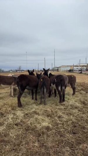Dawn Olivieri Instagram - Last visit payed to bowie to help advocate for these pregnant momma donkeys! 

Today make it part of your church to give and save two lives, the momma and the little baby inside her belly. ❤️

Go to Bowie auction website and go to their online section and and in $650 straight to them make sure in the notes section you write roar sanctuary or moon Mountain sanctuary and they will apply the discount in the morning if you do this and you want to message us directly just to let us know the number that you bailed it could be good for us to have that in our notes as well❤️