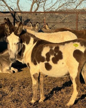 Dawn Olivieri Instagram - For the last group of donkey’s at the Bowie, kill pen 
Donate  to any link that you want ro in my bio. Also I urge you to follow @roarsantuary to follow this groups adventures! 

  Paypal : EternalDawnInc
Venmo : Dawnolivieri

For cooperate giving go to Daffy.com