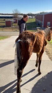 Dawn Olivieri Instagram - This is BUNNY. We were told she was over 8 months old, fed three times a day concentrate mix, one flake of hay, half flake of alfalfa and nutrient dense fodder. I don’t need to say anything more. Honestly the proof is in the pudding. Body score 1= animal cruelty and starvation. These babies are not up for adoption and I’m shocked there is an Arabian rescue out there right now trying to peddle them in this condition. These babies will remain at moon mountain for obvious reasons until they are all in full health. Would you not agree with this mandate? As far as everything else goes, if your heart is not pointed towards their wellbeing, there is darkness in your movements and I wish you luck on your jouney. ❤️