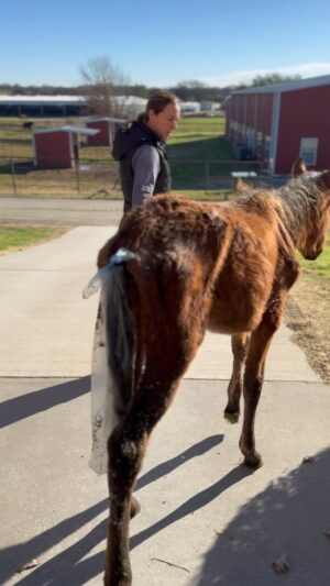 Dawn Olivieri Instagram - This is BUNNY. 

We were told she was over 8 months old, fed three times a day concentrate mix, one flake of hay, half flake of alfalfa and nutrient dense fodder. 

I don’t need to say anything more. Honestly the proof is in the pudding. 

Body score 1= animal cruelty and starvation. 

These babies are not up for adoption and I’m shocked there is an Arabian rescue out there right now trying to peddle them in this condition. These babies will remain at moon mountain for obvious reasons until they are all in full health. Would you not agree with this mandate?

As far as everything else goes, if your heart is not pointed towards their wellbeing, there is darkness in your movements and I wish you luck on your jouney. ❤️