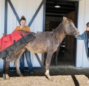 Dawn Olivieri Instagram - ARABIAN RESCUE UPDATE. I would say we are feelin goooood. From picking everyone one of these babies up by hand or by tractor just so they could stand bc they were so weak - to tails up running across a field!? 

❤️ hang in there babies. You still look like the struggle is real but we don’t give up on you. We will pull you through this nightmare if you can keep even the slightest glimmer of light in your eyes. I will use that tiny flicker to guide my torch and set your entire life force on fire. 

Thank you @samsartclub65 for always coming to volunteer your talented capture skills. You are a true artist for these horses.❤️

Bunni, Ariel, Felix and Aladdin… I wish I could see you in these photos too.  I just have to imagine you all. Tails up in heaven. ❤️

Thank you @emma_partyof8 and @debbieminer62 for being my super hero baby saving horse squad. You two are next level.

Thank you @equinesportsmedicineesm for your 24 hour on call care for this group. You are the reason we can be the rescue that we are. 

Thank you to our partners at 
@tractorsupply
@purinafeedgreatness 
@shelterlogic_official 
@arkansas 
@arkfarmbureau 
@moon_mountain_sanctuary 

And our little sweet town of Mena Arkansas that has opened its arms to a crazy actress and all her magical creatures looking for their second chance at this beautiful life❤️