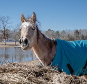 Dawn Olivieri Instagram - ARABIAN RESCUE UPDATE. I would say we are feelin goooood. From picking everyone one of these babies up by hand or by tractor just so they could stand bc they were so weak - to tails up running across a field!? 

❤️ hang in there babies. You still look like the struggle is real but we don’t give up on you. We will pull you through this nightmare if you can keep even the slightest glimmer of light in your eyes. I will use that tiny flicker to guide my torch and set your entire life force on fire. 

Thank you @samsartclub65 for always coming to volunteer your talented capture skills. You are a true artist for these horses.❤️

Bunni, Ariel, Felix and Aladdin… I wish I could see you in these photos too.  I just have to imagine you all. Tails up in heaven. ❤️

Thank you @emma_partyof8 and @debbieminer62 for being my super hero baby saving horse squad. You two are next level.

Thank you @equinesportsmedicineesm for your 24 hour on call care for this group. You are the reason we can be the rescue that we are. 

Thank you to our partners at 
@tractorsupply
@purinafeedgreatness 
@shelterlogic_official 
@arkansas 
@arkfarmbureau 
@moon_mountain_sanctuary 

And our little sweet town of Mena Arkansas that has opened its arms to a crazy actress and all her magical creatures looking for their second chance at this beautiful life❤️