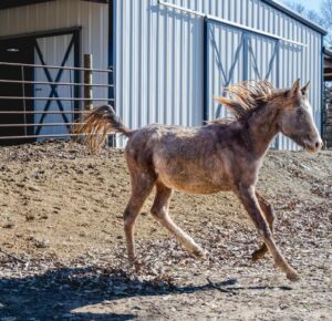 Dawn Olivieri Instagram - ARABIAN RESCUE UPDATE. I would say we are feelin goooood. From picking everyone one of these babies up by hand or by tractor just so they could stand bc they were so weak - to tails up running across a field!? 

❤️ hang in there babies. You still look like the struggle is real but we don’t give up on you. We will pull you through this nightmare if you can keep even the slightest glimmer of light in your eyes. I will use that tiny flicker to guide my torch and set your entire life force on fire. 

Thank you @samsartclub65 for always coming to volunteer your talented capture skills. You are a true artist for these horses.❤️

Bunni, Ariel, Felix and Aladdin… I wish I could see you in these photos too.  I just have to imagine you all. Tails up in heaven. ❤️

Thank you @emma_partyof8 and @debbieminer62 for being my super hero baby saving horse squad. You two are next level.

Thank you @equinesportsmedicineesm for your 24 hour on call care for this group. You are the reason we can be the rescue that we are. 

Thank you to our partners at 
@tractorsupply
@purinafeedgreatness 
@shelterlogic_official 
@arkansas 
@arkfarmbureau 
@moon_mountain_sanctuary 

And our little sweet town of Mena Arkansas that has opened its arms to a crazy actress and all her magical creatures looking for their second chance at this beautiful life❤️
