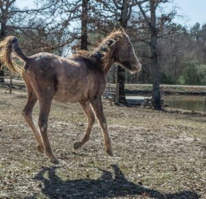 Dawn Olivieri Instagram - ARABIAN RESCUE UPDATE. I would say we are feelin goooood. From picking everyone one of these babies up by hand or by tractor just so they could stand bc they were so weak - to tails up running across a field!? 

❤️ hang in there babies. You still look like the struggle is real but we don’t give up on you. We will pull you through this nightmare if you can keep even the slightest glimmer of light in your eyes. I will use that tiny flicker to guide my torch and set your entire life force on fire. 

Thank you @samsartclub65 for always coming to volunteer your talented capture skills. You are a true artist for these horses.❤️

Bunni, Ariel, Felix and Aladdin… I wish I could see you in these photos too.  I just have to imagine you all. Tails up in heaven. ❤️

Thank you @emma_partyof8 and @debbieminer62 for being my super hero baby saving horse squad. You two are next level.

Thank you @equinesportsmedicineesm for your 24 hour on call care for this group. You are the reason we can be the rescue that we are. 

Thank you to our partners at 
@tractorsupply
@purinafeedgreatness 
@shelterlogic_official 
@arkansas 
@arkfarmbureau 
@moon_mountain_sanctuary 

And our little sweet town of Mena Arkansas that has opened its arms to a crazy actress and all her magical creatures looking for their second chance at this beautiful life❤️