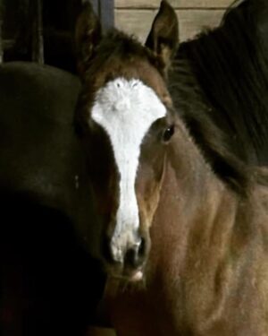 Dawn Olivieri Instagram - Our sweet baby Tank gets a mommy and she has told us she is over the moon for him. 

Thank you @equinesportsmedicineesm and @camstoudt for giving Tank the chance at this new exciting life with so much love he can barely stand it.

And thank you @moon_mountain_sanctuary for existing. You came out of nowhere like a runaway train. But I’m riding it like the wind and this right here… is what it’s all for. ❤️ good luck Tank can’t wait to see how you turn out 🥰