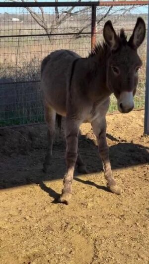 Dawn Olivieri Instagram - It’s DISNEY FOR DONKEYS!!!

Enter the $100 raffle to win a FREE TRIP TO DISNEY WORLD 2 adults and two kids airfare within the us covered! You can also still win if you are out of the country! Go to @roarsanctuary and send in $100 to any of her donation links in her bio. 

Be sure to write “Disney Raffle” in the subject line! 

You can also call bowie at 940-872-5441 
And tell them you want to pay a pregnant donkey bail for ROAR sanctuary and Moon mountain!! 

Donkeys are $675 when you call. Pay part of a bail or pay the whole thing!! Let’s get these donkey out of here asap!!

Or do both!! Let’s get it here donkey saved today AND get you and your family on a tropical Florida vacation to Disney World!!