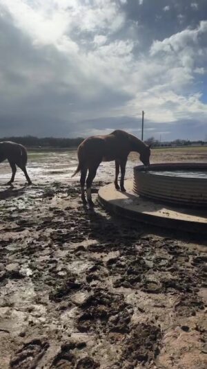 Dawn Olivieri Instagram - Direct ship morning. 

Email info@moonmountiansanctuaryandrescue.com if you can pledge a home for one or two