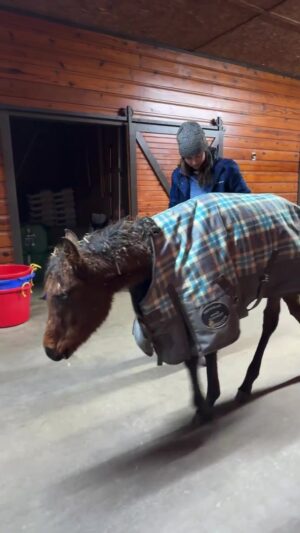 Dawn Olivieri Instagram - Bunni, Simba, and Ariel get a ride to Pilot point Tx due to elevated white blood cell counts. ❤️

Meanwhile back at Moon Mountain, 
With the impending cold front and massive storm about to hit Mena Ar,  All these rescued anemic Arabians are being moved to warm shelters around Mena. Their conditions are so fragile that it wasn’t worth the risk. No more babies go down if I can help it. Mother Nature can be relentless and hypothermia is not something I want to contend with.