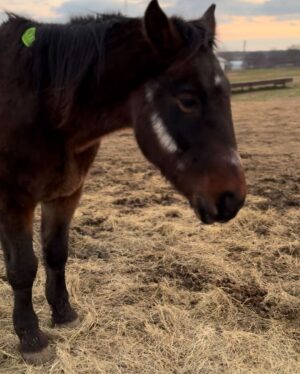 Dawn Olivieri Instagram - “Mouse” …this gelding looks to have pulled the Moon in with his face. Which is exactly why we would like to return the favor and use the strength of an army to pull him out of the direct ship lot and remove that green kill sticker from his mane forever. Find him a loving home and call it a day. This fundraiser will cover his vet visit, vaccines, teeth, coggins, feet, health certificate and groceries. A LOT of them to get him back into a healthy weight to find his forever home. He’s already the sweetest thing you’ve ever met. Let’s help this gentle heart. Video of him  in my stories. I have a big crush. ❤️