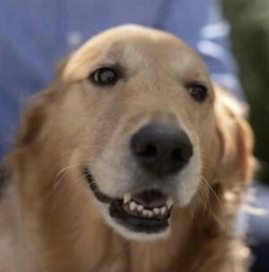 Dean R. Koontz Instagram - Q: Elsa’s favorite springtime activity? 
A: As a water dog, she hunts ducks & treats them to a day at Disneyland where they can meet Donald.