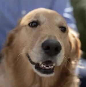Dean R. Koontz Instagram - Q: What did Elsa think of THE OTHER EMILY? 
A: Nice love story. Really scary. But lack of dog character means no chance of a Pulitzer.