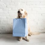 Dean R. Koontz Instagram - Q: What’s on Elsa’s Black Friday shopping list? A: A leash to better control me and my submission to obedience lessons.
