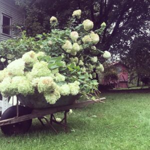 Debra Winger Instagram - I’m tending the fall garden, beautiful flowers turning now to another season, and I am standing with women everywhere in the hope for our nation to understand the difference between impulse and action and for a world where #humanism is valued over gender.  Make our stories known.  Teach others how damaging unwanted or non-consensual sexual aggression can be to any young person: things that take years to get through.  I look forward to the years ahead for my sons and everyone’s children to live with respect and to find pleasure in the beauty of our bodies.