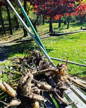 Debra Winger Instagram - digging up dahlias to plant for next year.  Act of faith.