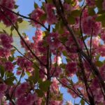 Denée Benton Instagram - Last week I spotted a Black dad and his toddler yelling “Ay yo!” back and forth to each other while giggling uncontrollably under a cherry blossom tree. Thank you brooklyn spring, needed your medicine 🤲🏾🌷🥹