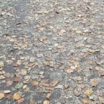 Dina Garipova Instagram - Наверняка у каждого есть любимые места для прогулок. А если нет, то срочно найдите их!)😉 ⠀ Мы тут решили изучить разные парки Москвы. Главный ботанический сад РАН очень приглянулся) ⠀ И не смотря на то, что на улице заметно похолодало, я все равно советую одеваться потеплее и больше времени проводить на свежем воздухе! ☀️ ⠀ Хорошего всем дня! 😉 ⠀ #ДинаГарипова #DinaGaripova #ДинәГарипова #ботаническийсадран Главный ботанический сад имени Н. В. Цицина РАН