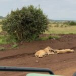 Diplo Instagram - Selfie with lions 🇰🇪 🛖📡🧑🏾‍🎤 Kenya Railways