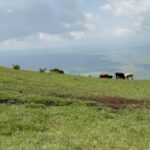 Diplo Instagram - landed in Nairobi got an uber to Mount Kilamanjaro, realized it’s in Tanzania so we went to this other mountain with some cows. climbed with some friends met some country music fans listened to the hum of windmills , pet some more cows got bit by fire ants drank sugarcane and then took a nap .. Come to Africa it’s beautiful 🌍🇰🇪 Nairobi, Kenya
