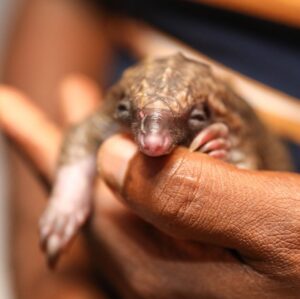 Djimon Hounsou Instagram - I met Juba during a recent trip to Nigeria with @wildaid The two-week-old pangolin was rescued after it’s mother was poached for bushmeat. White-bellied pangolins like Juba just became classified as endangered due to poaching. We need to act now to truly protect them. #PoachingStealsFromUsAll