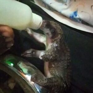 Djimon Hounsou Instagram - I met Juba during a recent trip to Nigeria with @wildaid The two-week-old pangolin was rescued after it’s mother was poached for bushmeat. White-bellied pangolins like Juba just became classified as endangered due to poaching. We need to act now to truly protect them. #PoachingStealsFromUsAll
