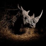 Djimon Hounsou Instagram - Saving the Wild, in its fight against #rhino #poaching, met senior US Treasury officials in Washington DC to seek #sanctions against certain SA court officials. With the Djimon Hounsou Foundation (DHF), it pleaded with Ramaphosa regarding Court President Nzimande, who Sunday Times Premium has previously reported has been receiving his R1.4 million salary since his October 2018 suspension four years ago. Nzimande, who is allegedly linked to a rhino poaching kingpin, was suspended for misconduct and faces 112 charges. “The Magistrates Commission and the National Prosecuting Authority have used every trick in the book to delay prosecution of these corrupt justice officials, while the Ministry of Justice claims it cannot interfere. It is an amazing disgrace,” said Jamie Joseph, Saving the Wild director. “Being quiet is being complicit to the crime,” said actor, producer and humanitarian Djimon Hounsou. “Certain politicians are acting on personal interests with total disregard for human rights and the people of SA, and a natural heritage that must be protected. Enough with inertia. Let justice be done.” Actor Pearl Thusi also joined the fight against rhino poaching, saying: “We owe it to future generations to find a way to share this planet in a sustainable way for all life.” #BloodRhinoBlacklist #WorldRhinoDay Read the full article on Saving the Wild.