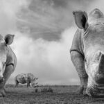 Djimon Hounsou Instagram - Tomorrow is World Rhino Day. We are joining forces with our partner Saving the Wild in the race against extinction to save the last of South Africa's rhinos, and bring humanity back to the courts. Tomorrow the battle for justice begins. Please stand with us. Follow the latest updates on @saving_the_wild.
