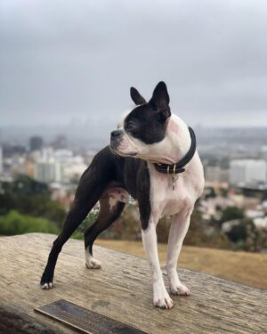 Dominic Howard Instagram - Floyd saw Hazel having a rainy walk and wanted to go too