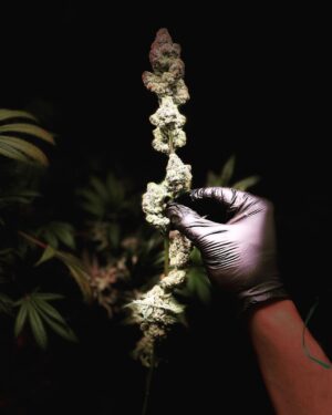 Dominick Reyes Instagram - #💨 #reyesgardens #420 #cherrypie🍒