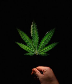 Dominick Reyes Instagram - One of my hobbies is growing Cannabis as medicine. This is a photo I took of one of the leaves yesterday. Came out pretty cool! #cannabis #grower #leaves #hobbies #greenthumb #DR #photography #photooftheday