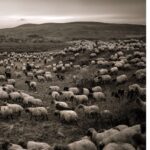 Ebru Ceylan Instagram – 🐑🐃🐏 Anatolia