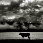 Ebru Ceylan Instagram - 🐂