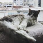 Ece Yüksel Instagram - Seni kaybedeli 1 yıl oldu canım kaşmirim, seni çok özlüyorum ❤️